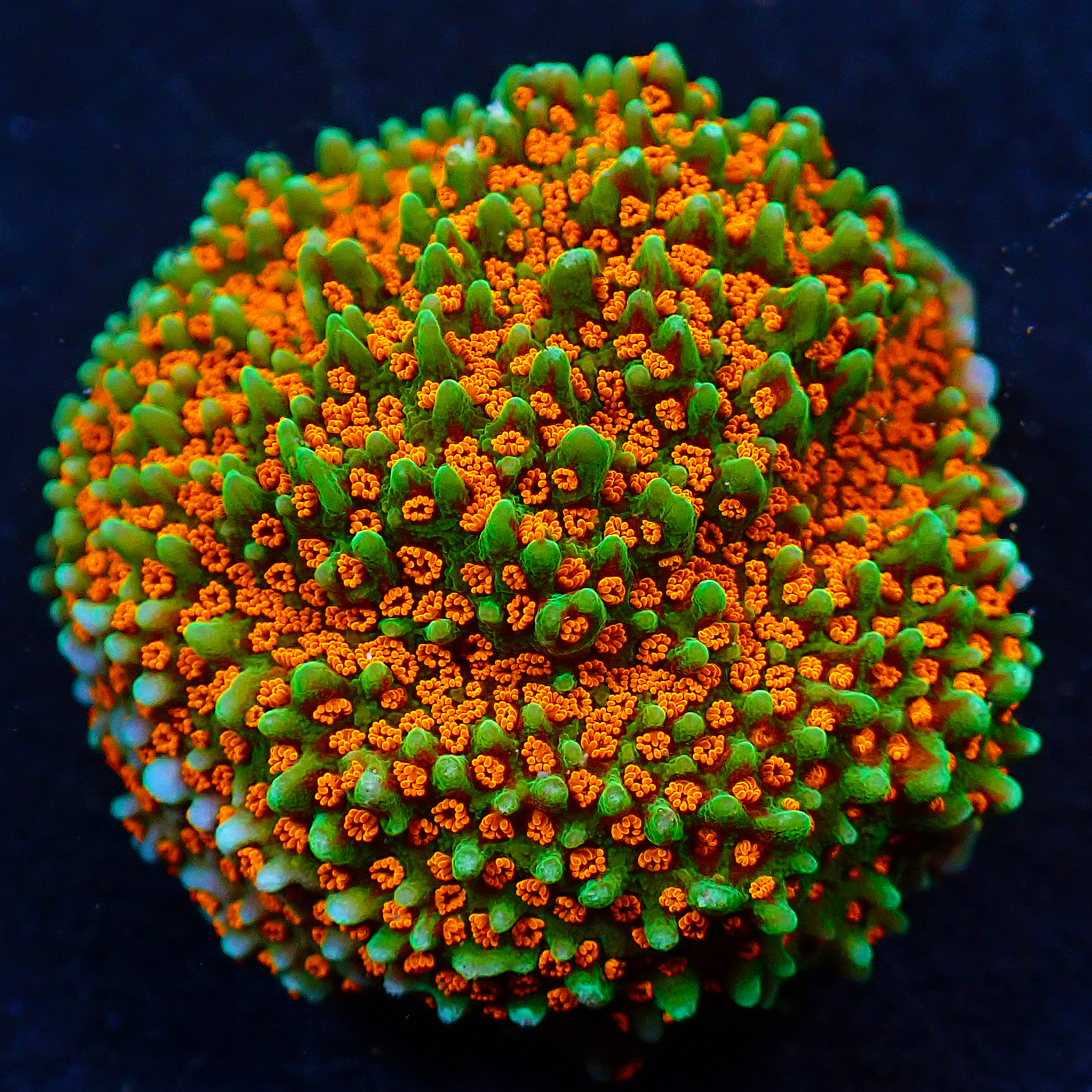 Sustainable Reefs – New species coming soon