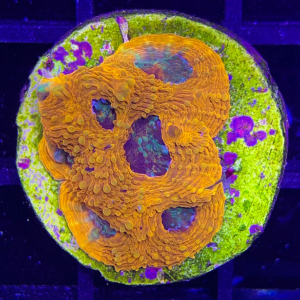 Aquacultured Acanthastrea Echinata