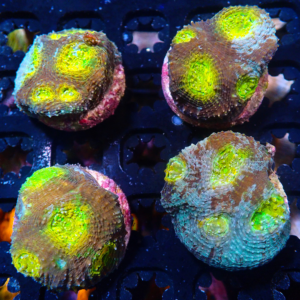 Aquacultured Acanthastrea Echinata Rainbow
