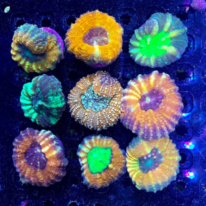 Aquacultured Acanthastrea Pachysepta