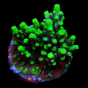 Aquacultured Acro Aculeus Crystal