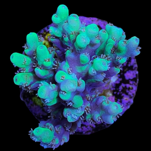 Aquacultured Acro Aculeus