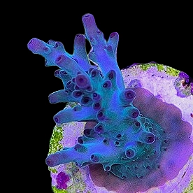 Aquacultured Acro Aqua Man