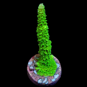 Aquacultured Acro Aspera Green
