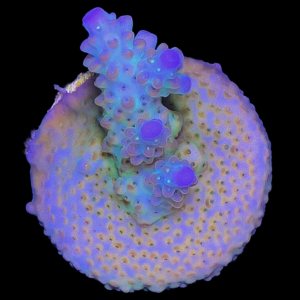 Aquacultured Acro Aurora