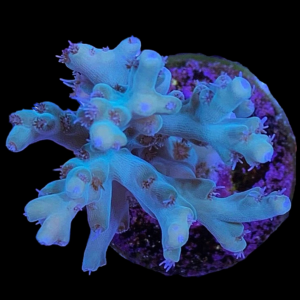 Aquacultured Acro Caroliniana