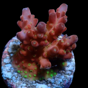 Aquacultured Acro Cherry Blossom