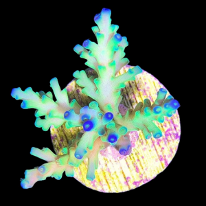 Aquacultured Acro Echinata Lime and Blue