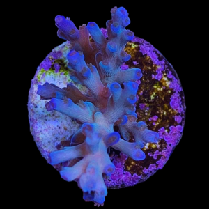 Aquacultured Acro Echinata