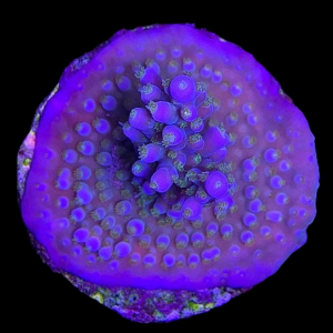 Aquacultured Acro Fireworks Purple