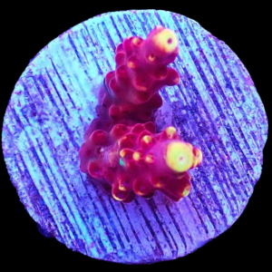 Aquacultured Acro Flame Fox