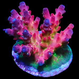 Aquacultured Acro Golden Cherry Blossom