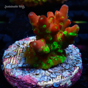 Aquacultured Acro Cherry Grafted