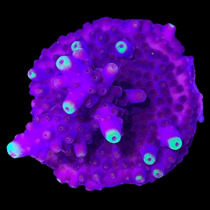 Aquacultured Acro Green Phantom