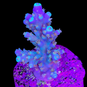 Aquacultured Acro Horrida Purple Lightning