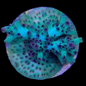 Aquacultured Acro Hulk Smash