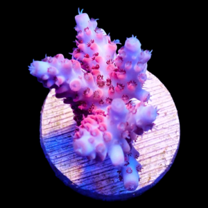 Aquacultured Acro Hyacinth PinknBloo