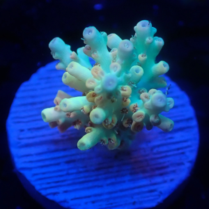 Aquacultured Acro Hyacinth Gold