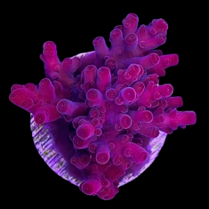 Aquacultured Acro Island Red Devil
