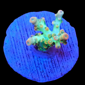 Aquacultured Acro Lemonade Orange Tip