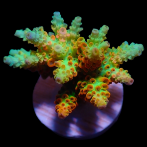 Aquacultured Acro Lemonade Spider