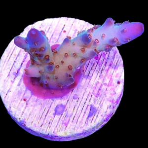 Aquacultured Acro Loripes Blue Tip