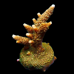 Aquacultured Acro Mille Champagne Watermelon