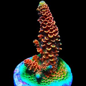 Aquacultured Acro Mille Copper/Red