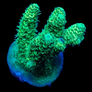 Aquacultured Acro Mille Green