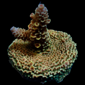 Aquacultured Acro Mille Aussie Gold