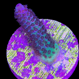 Aquacultured Acro Mille Purple/Blue
