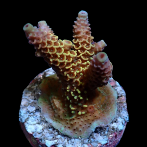 Aquacultured Acro Mille Purple