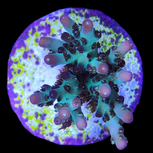 Aquacultured Acro Nana Green