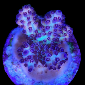 Aquacultured Acro Nasuta Blueberry