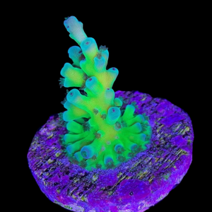 Aquacultured Acro Peacock