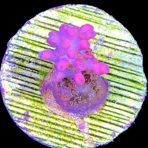 Aquacultured Acro Lemonade Pink