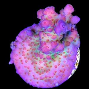 Aquacultured Acro Pink Stellar