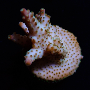 Aquacultured Acro Pink Bits