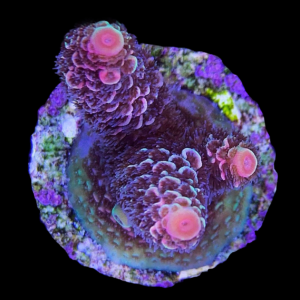 Aquacultured Acro Prostrata Orange