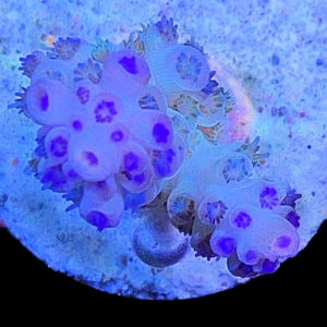 Aquacultured Acro Purple Polyp Thing
