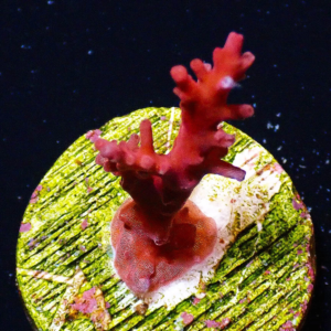 Aquacultured Acro Red Dragon