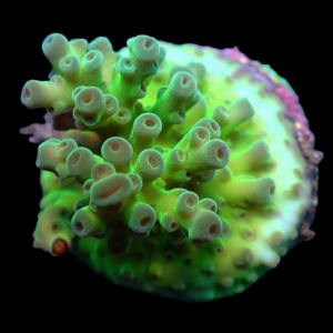 Aquacultured Acro Reverse Park