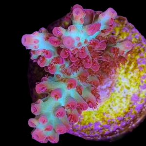 Aquacultured Acro Strawberry SCake