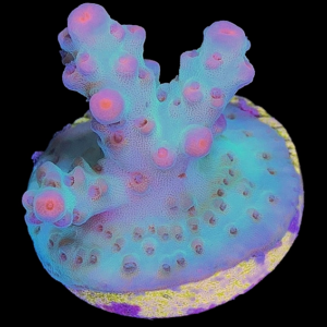 Aquacultured Acro Sarmentosa Pink Tip