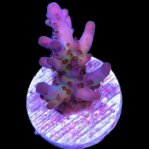 Aquacultured Acro Spearmint