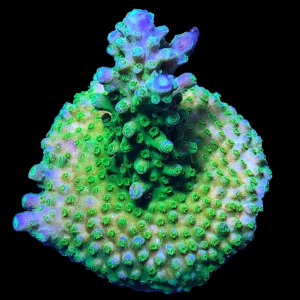 Aquacultured Acro Stag Blue Tip Green