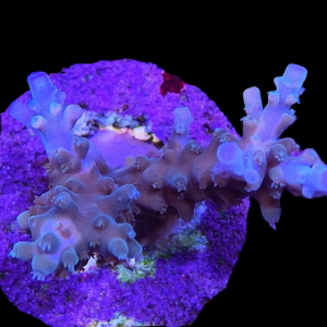 Aquacultured Acro Stag Deep Blue