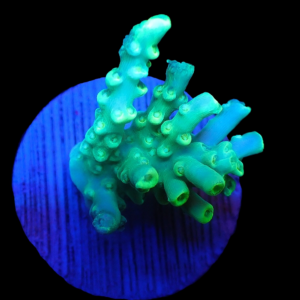 Aquacultured Acro Stank Face