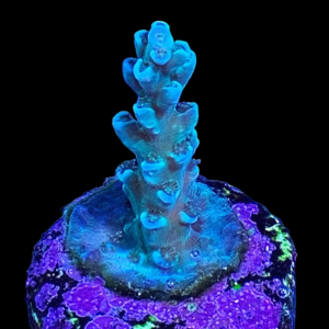 Aquacultured Acro Tenuis Aqua Teal
