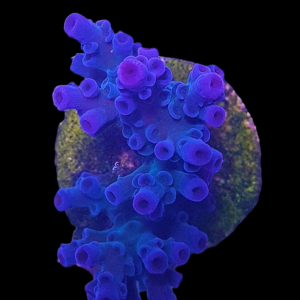 Aquacultured Acro Tenuis Blue